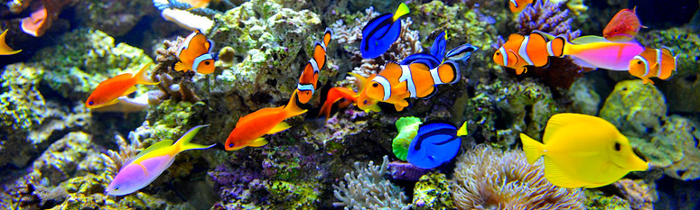 A&M Aquatics - Wholesale Marine Fish & Supplies